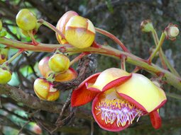 Soroa Orchideen