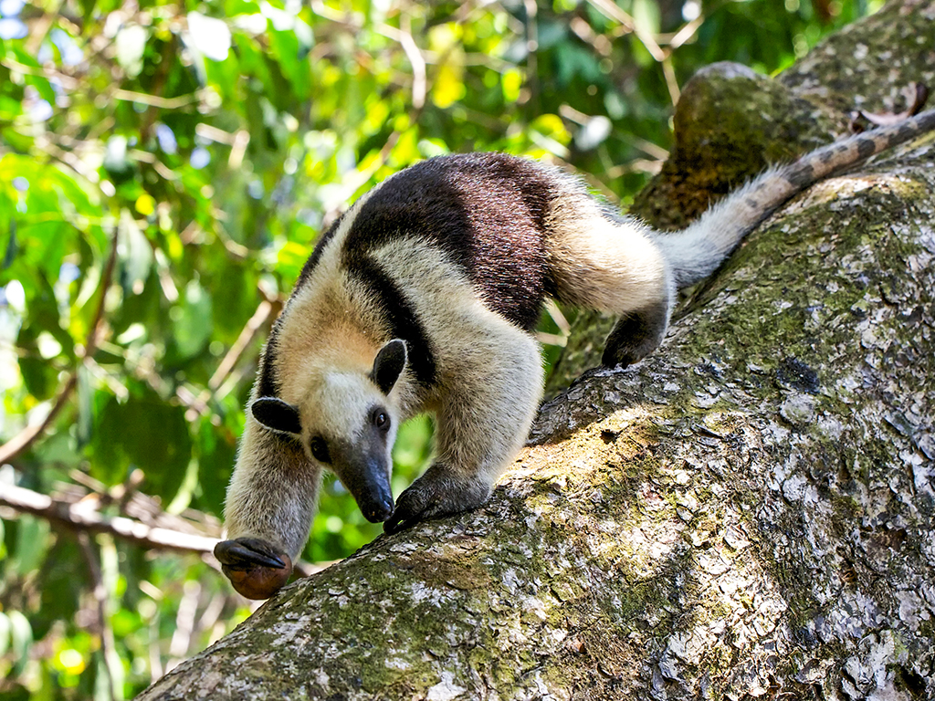 Wildlife Costa Rica