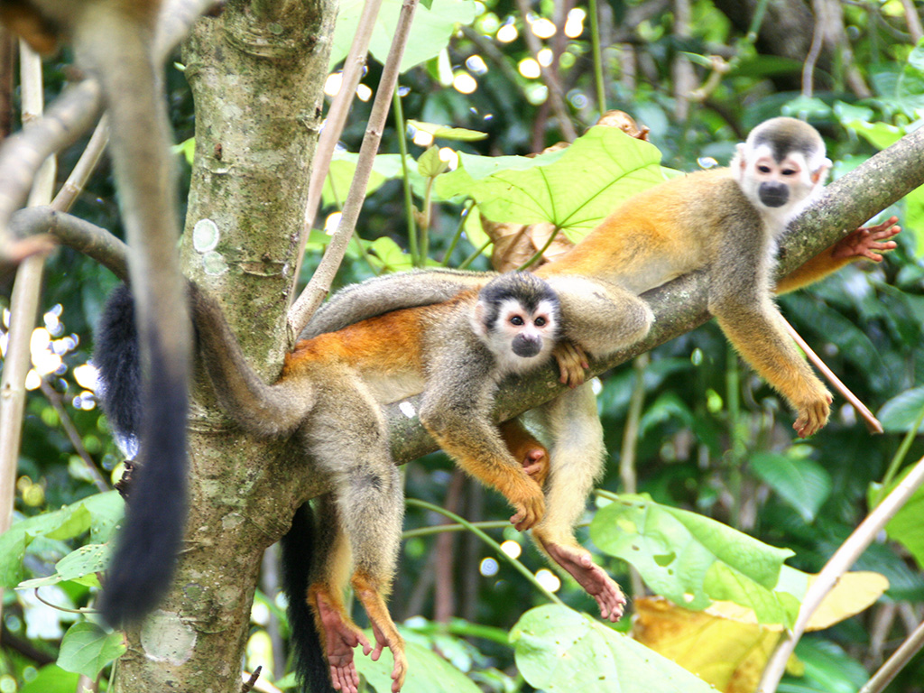 Monkeys in Costa Rica