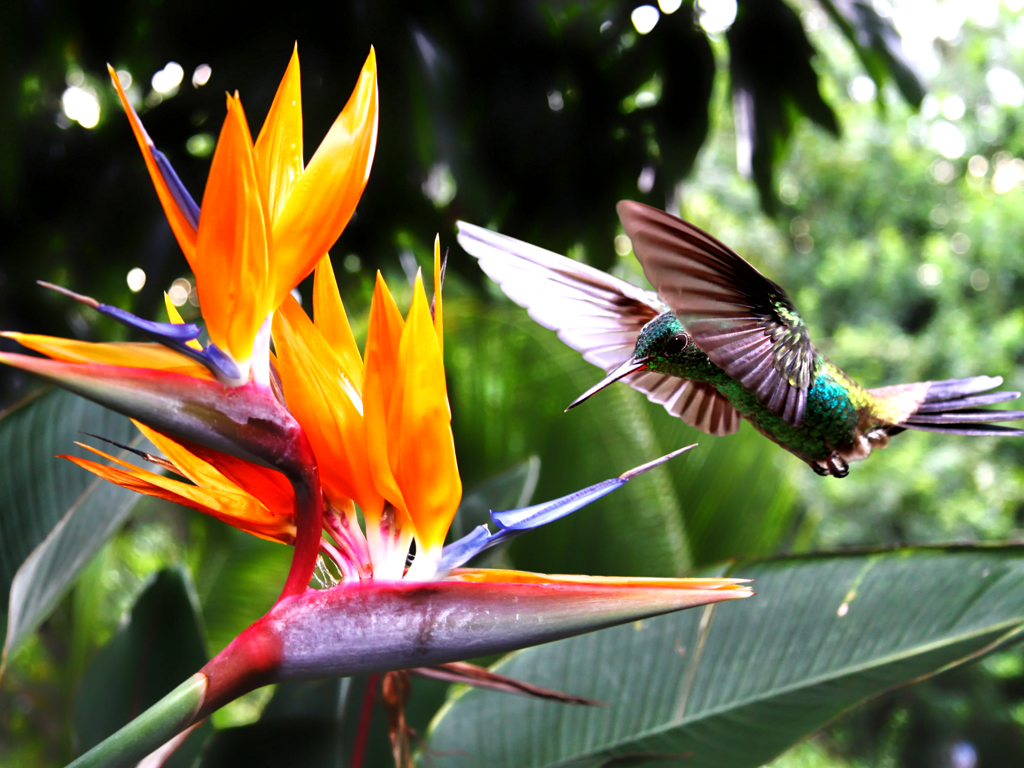 Costa Rica Hummingbird