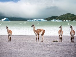 Lamas in Torres del Paine