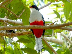 Tocororo - Cuba's National Bird