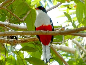 Tocororo - Cuba's National Bird Tocororo - Cuba's National Bird