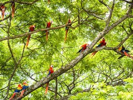 Red Parrot Macaws