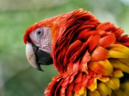 Costa Rica with SC Travel Adventures