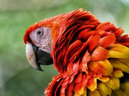 Costa Rica with SC Travel Adventures